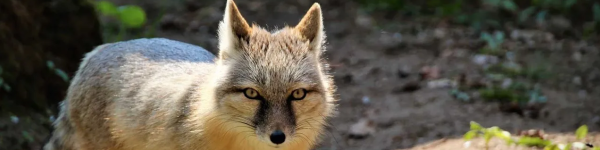 Natur- und Tierpark Brüggen cover image